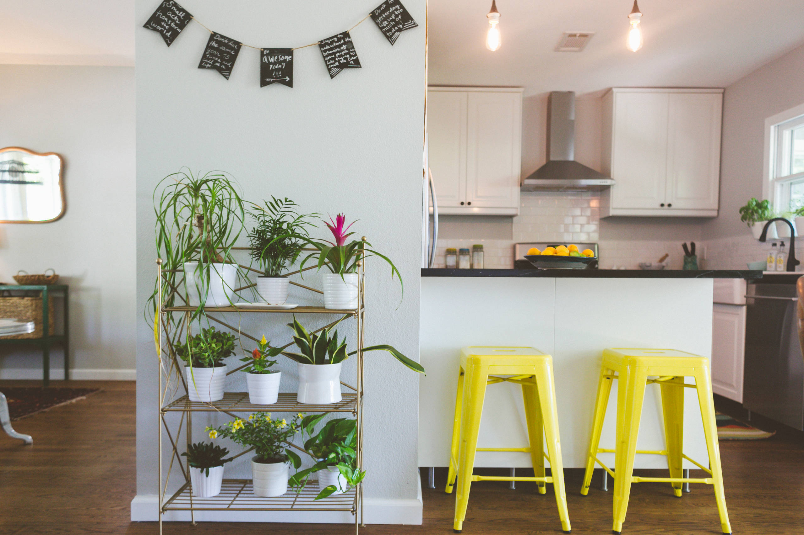7 Favorite Indoor Plants for West-Facing Windows