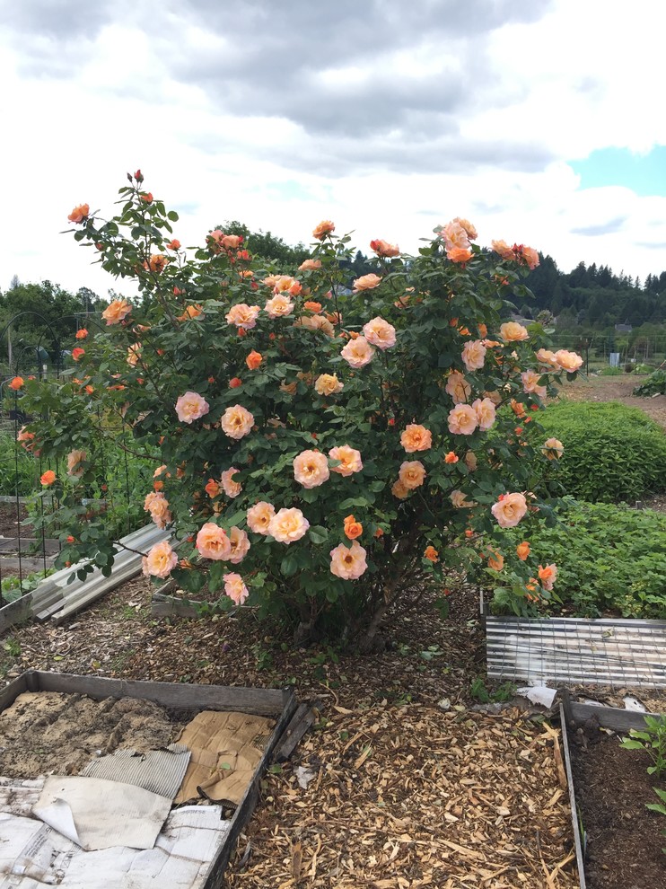 Help me identify this beautiful rose