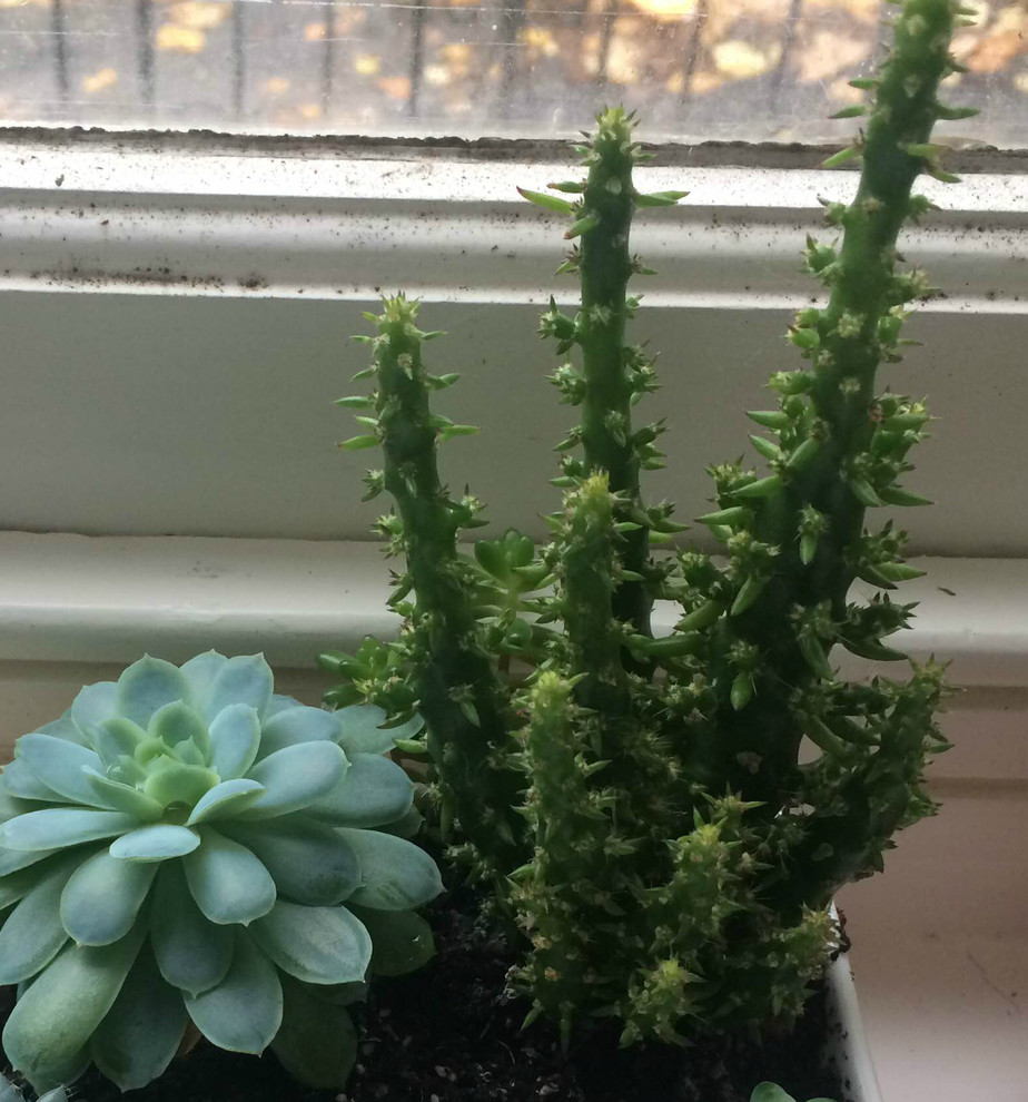 Mystery succulent - looks like a spiny cactus | Houzz Forum