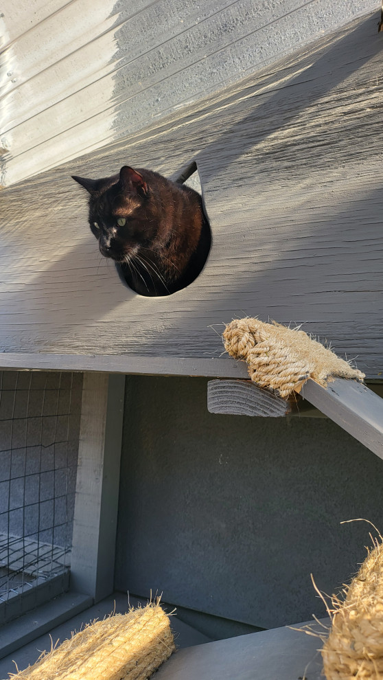 The Purr-fect Playground✨