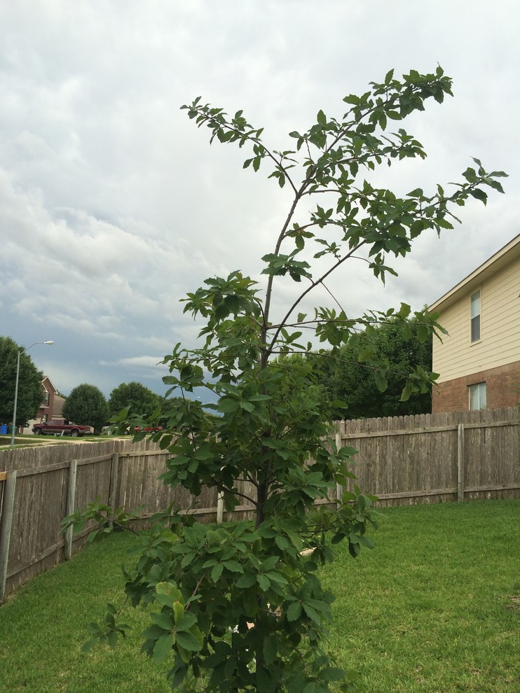 Need tree advice, top of tree leaning