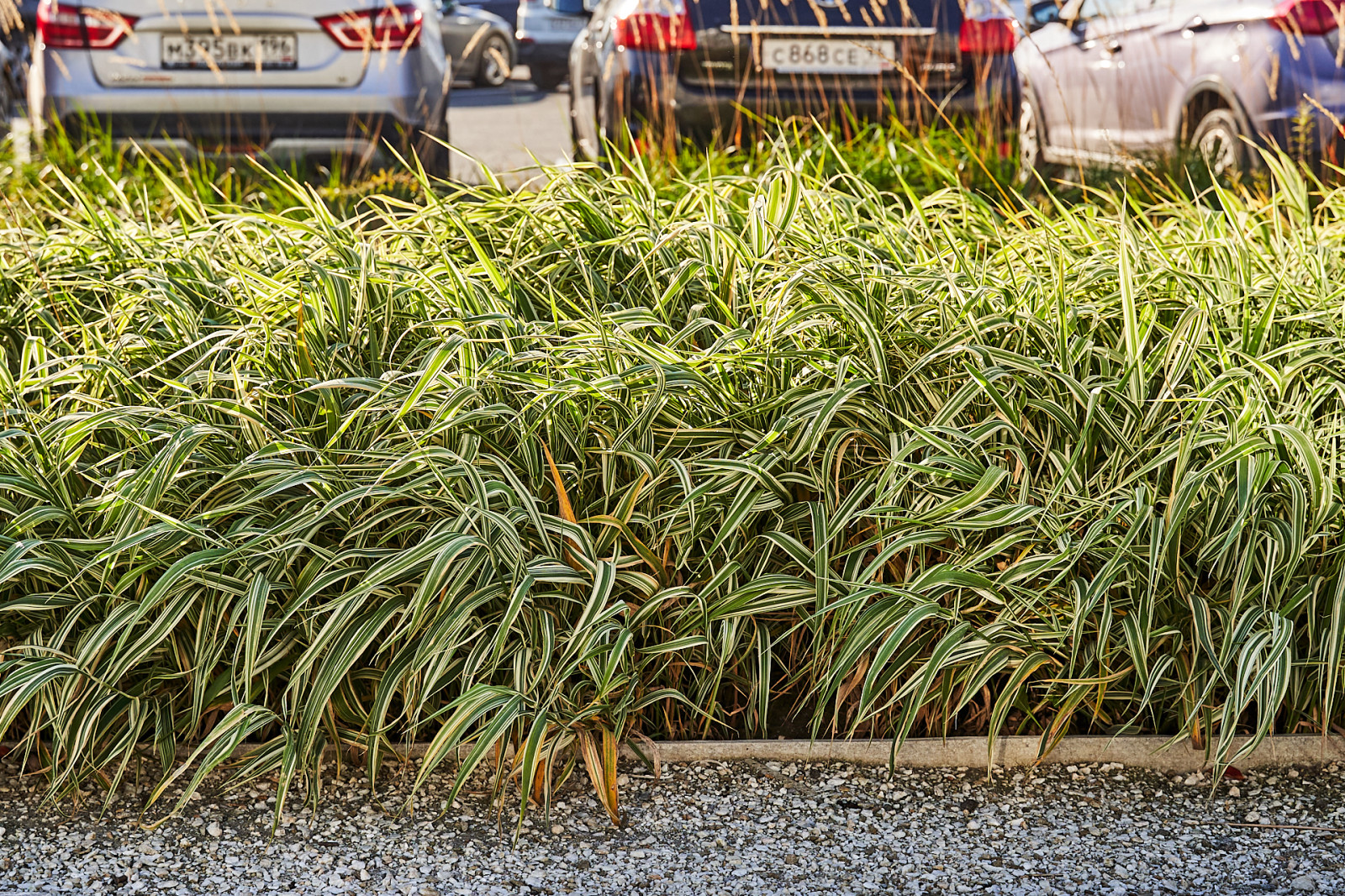 Озеленение промышленной территории