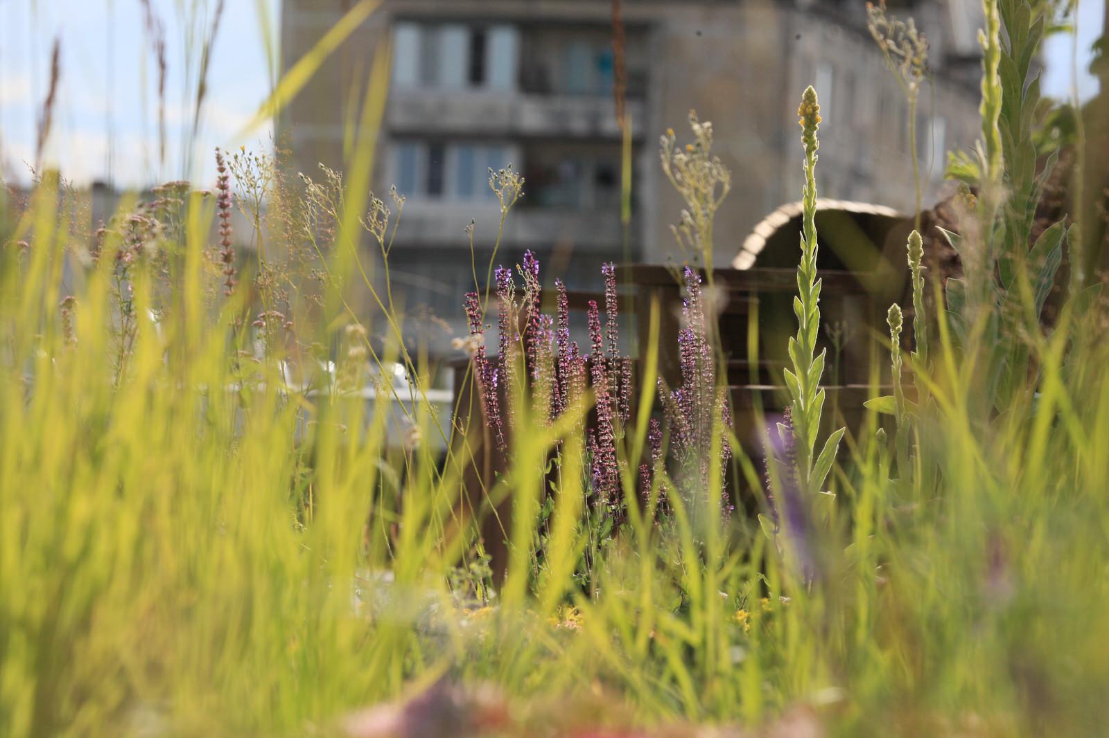 Сад на крыше