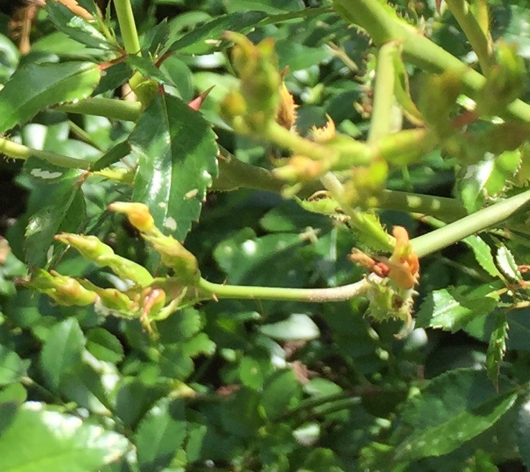 Rose buds won't open(?)..