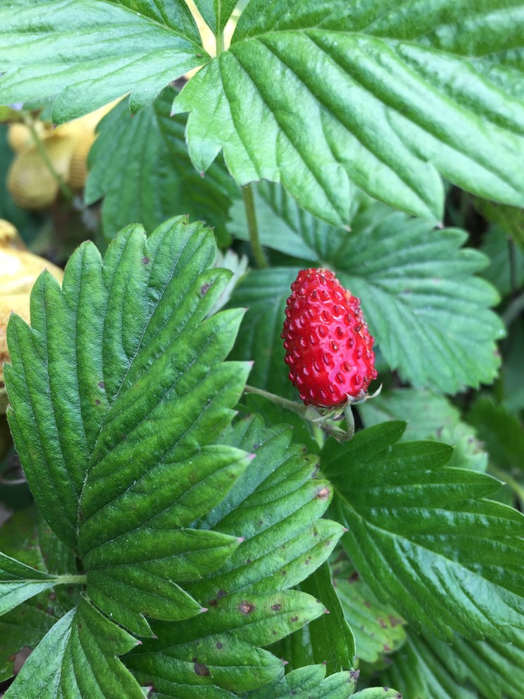 Покраска загородного дома
