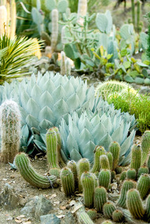 Stanford Cactus Garden Traditional Garden San Francisco