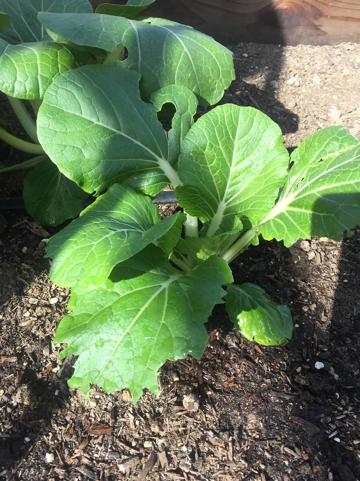 What's eating my bok choy?