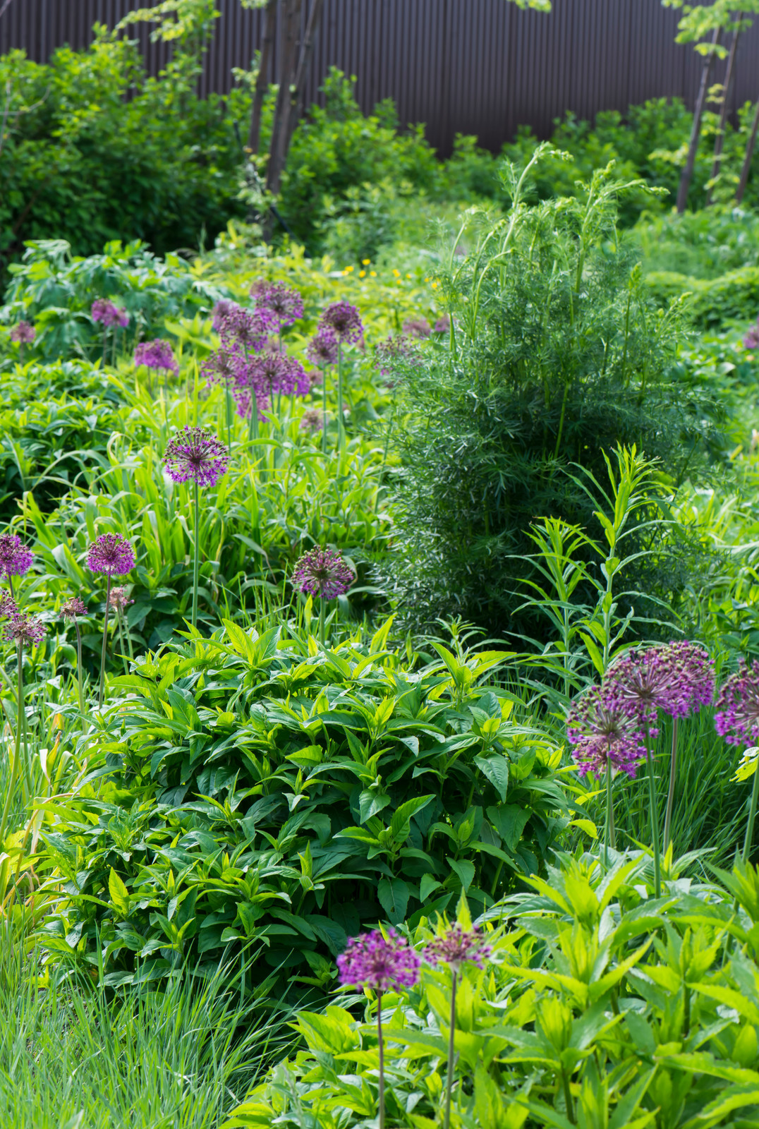 Цветник в  природном стиле  (" New Perennials"  или "Новая волна")