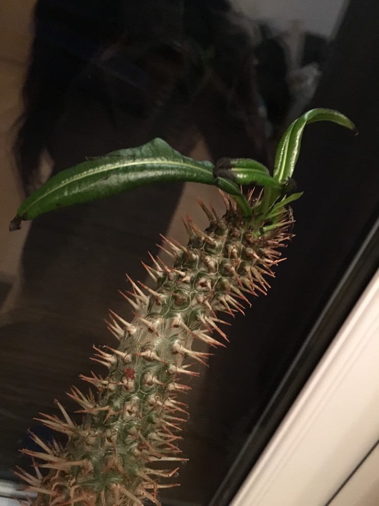 Madagascar Palm Problems