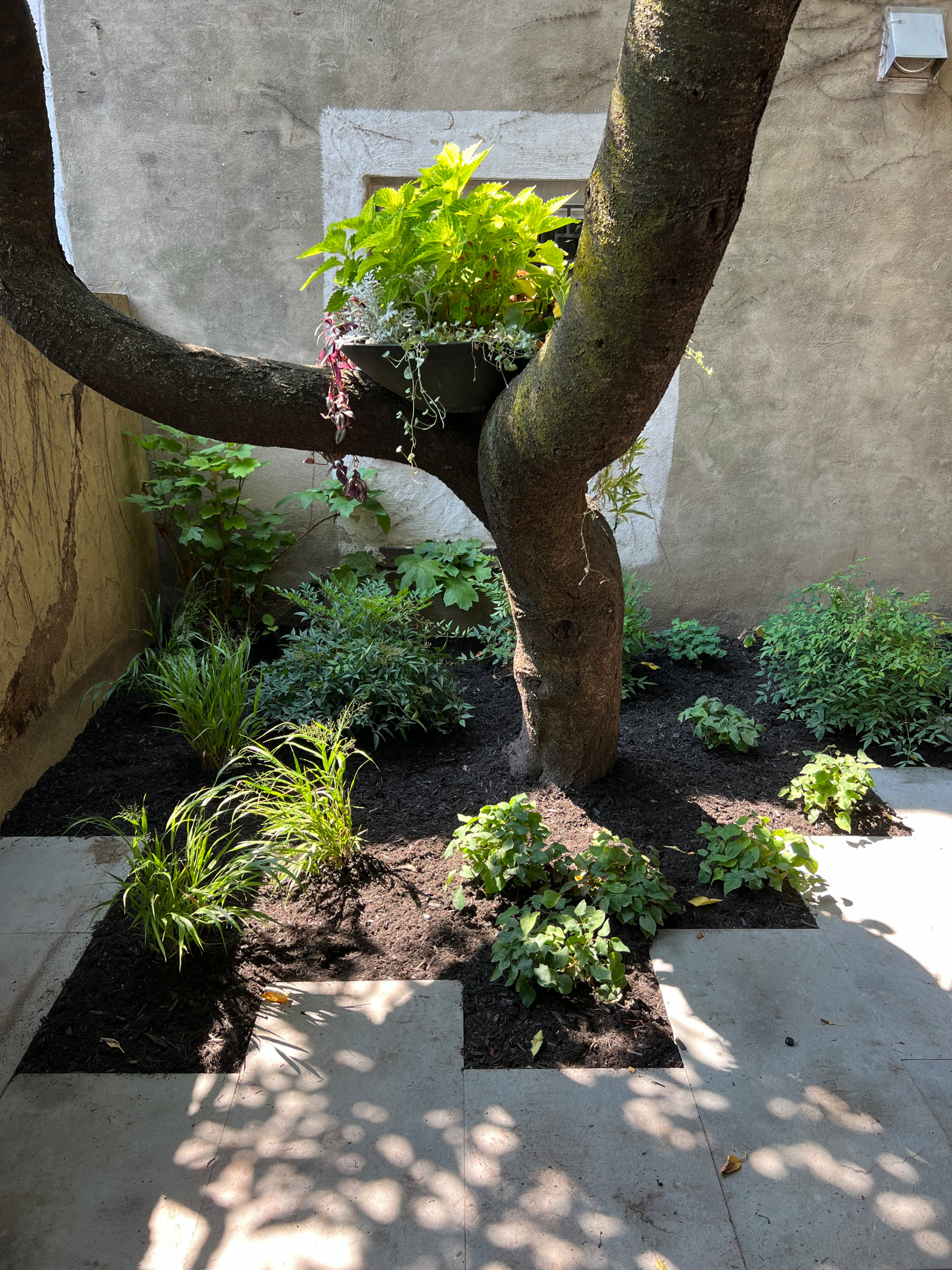 Modern Urban Shade Garden