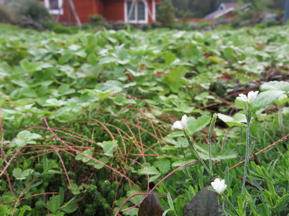ЯГОДНОЕ ЛУКОШКО (РАСТВОРИВШИСЬ В РАДУГЕ). СЕЗОН 2016. УТРО