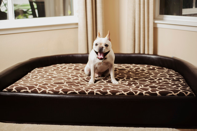 high back dog bed