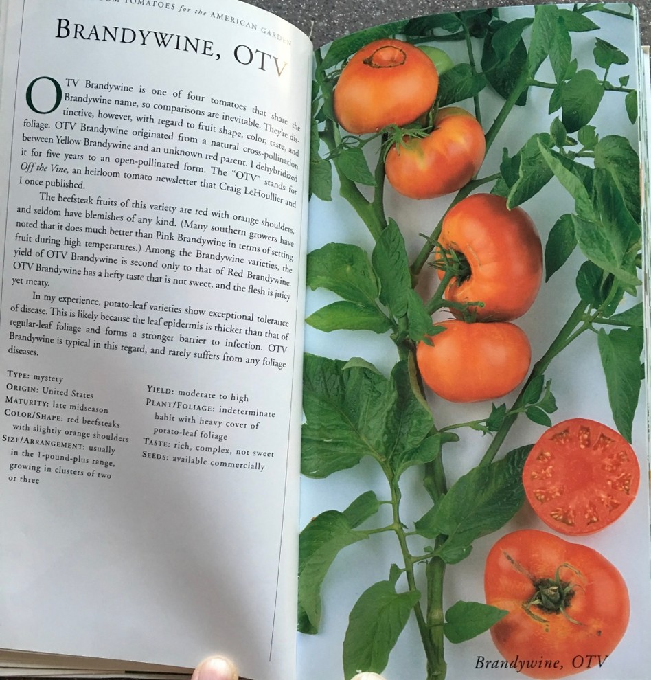  Brandywine Sudduth Strain Tomato Seeds : Patio, Lawn & Garden