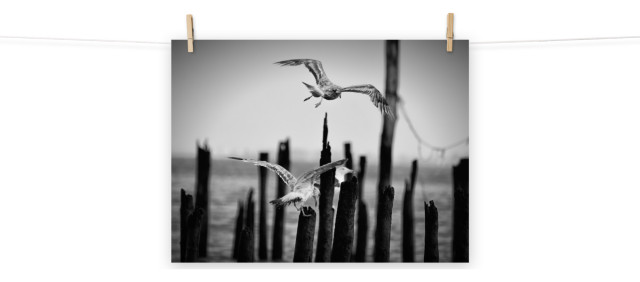 Flying Seagull Black & White Coastal Bird Photo Unframed Wall Art Print, 18" X 24"