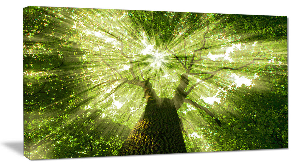 Sunlight Peeking through Green Tree, Landscape Canvas Art Print, 32"x16
