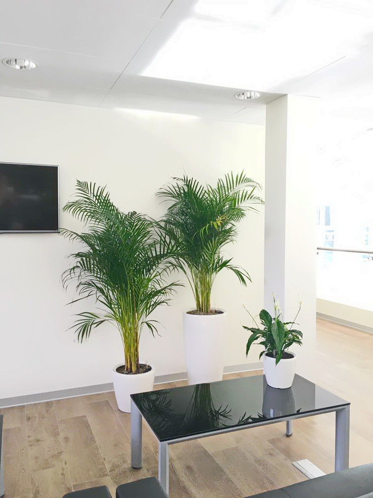 Озеленение автосалона Лексус Хабаровск