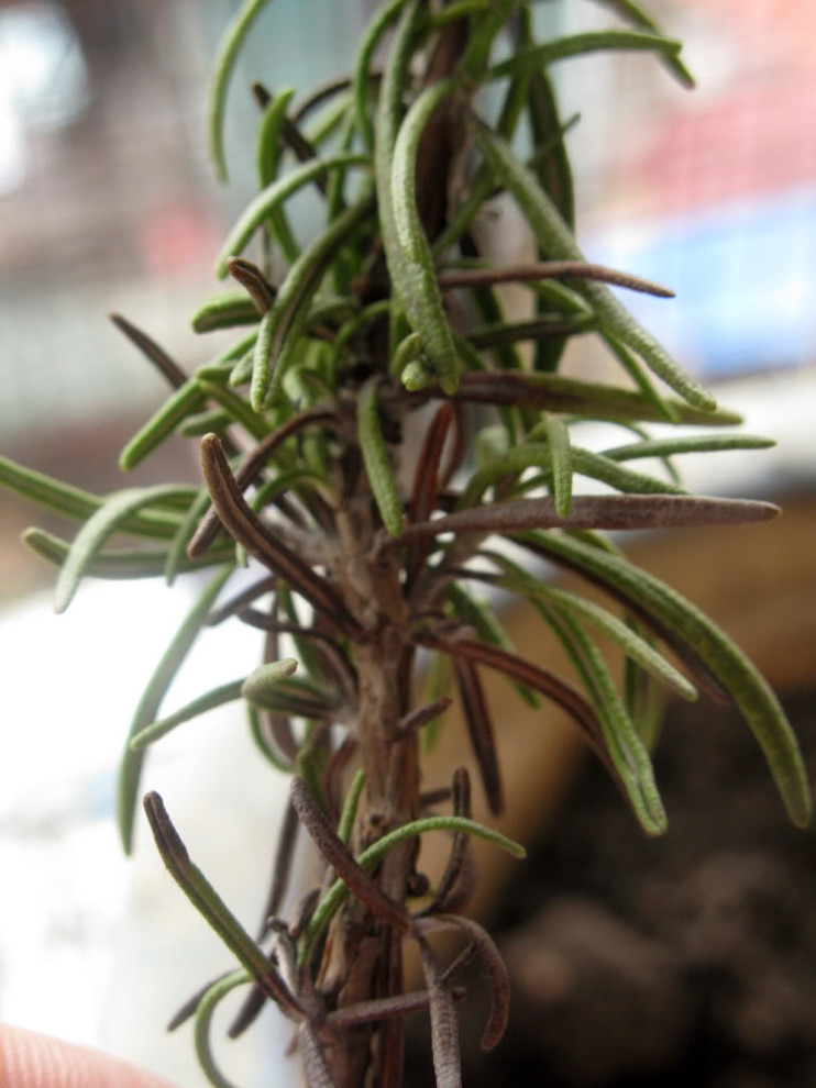 HELP!!!! Rosemary leaves turned brown