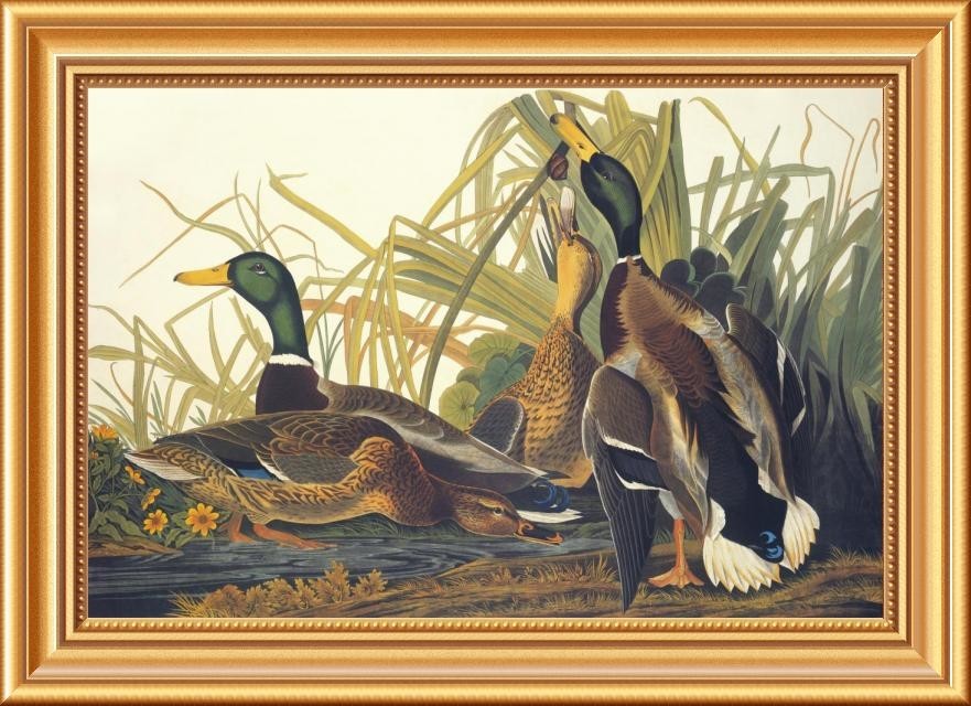 "Mallard Duck" Framed Canvas Giclee by John James Audubon, 22x16"