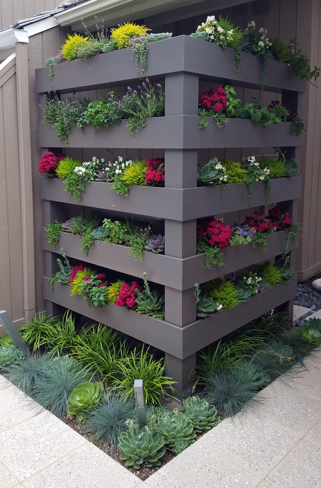 This is an example of a small contemporary courtyard garden in Orange County with a vertical garden.