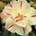 Susana (Florida USA - 9a)