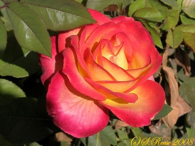 Perfect Moment Rose