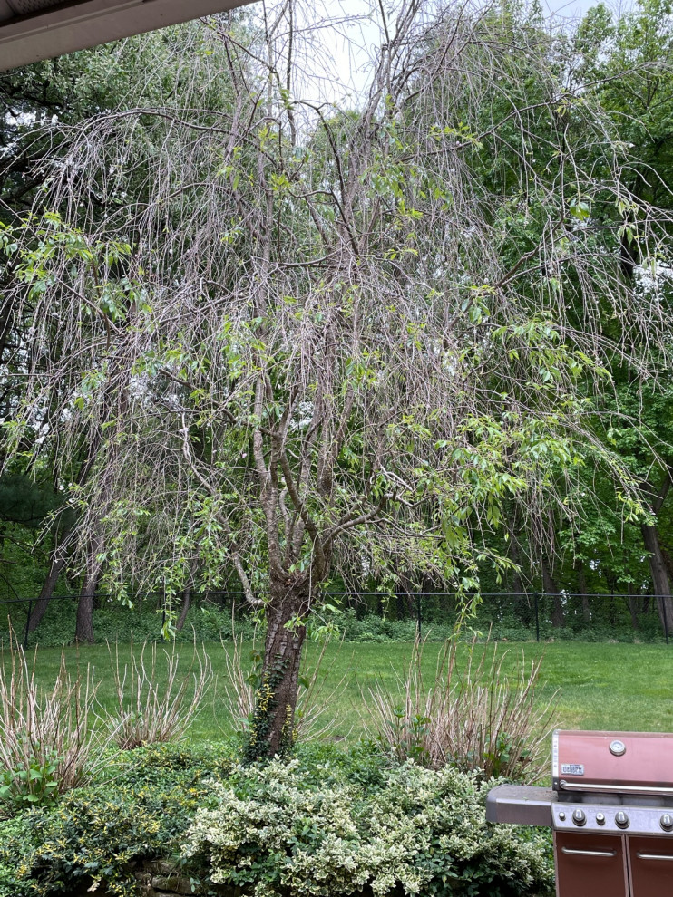 cherry tree didn't bloom