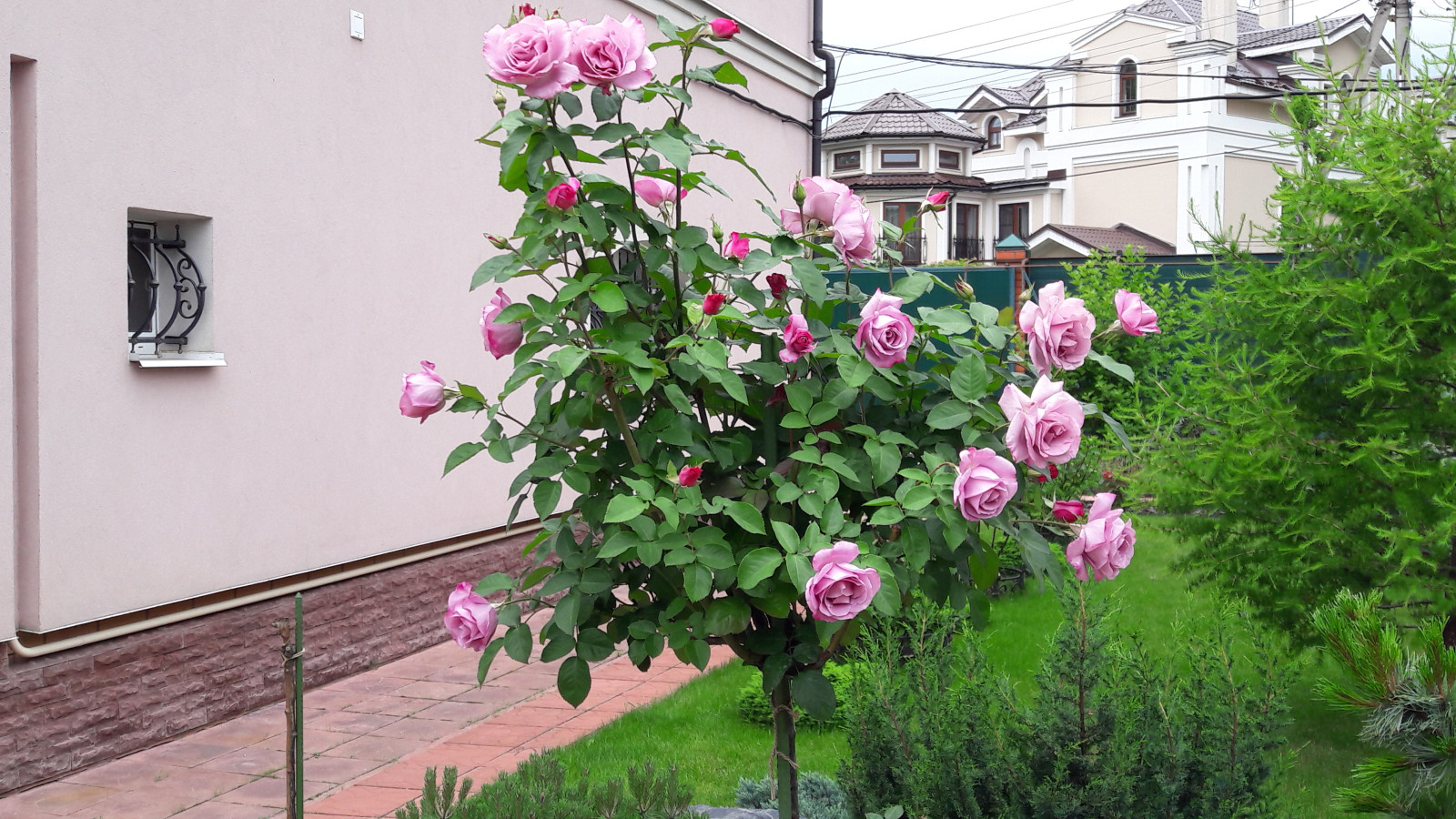 Французский садик в поселке Рыбаки Дмитровское шоссе