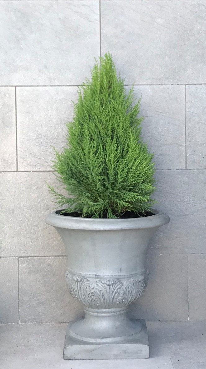 Diseño y Ejecución de jardín íntero