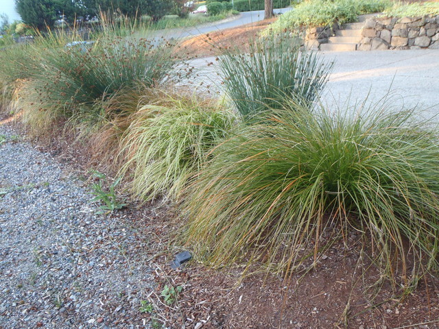 Overgrown grasses