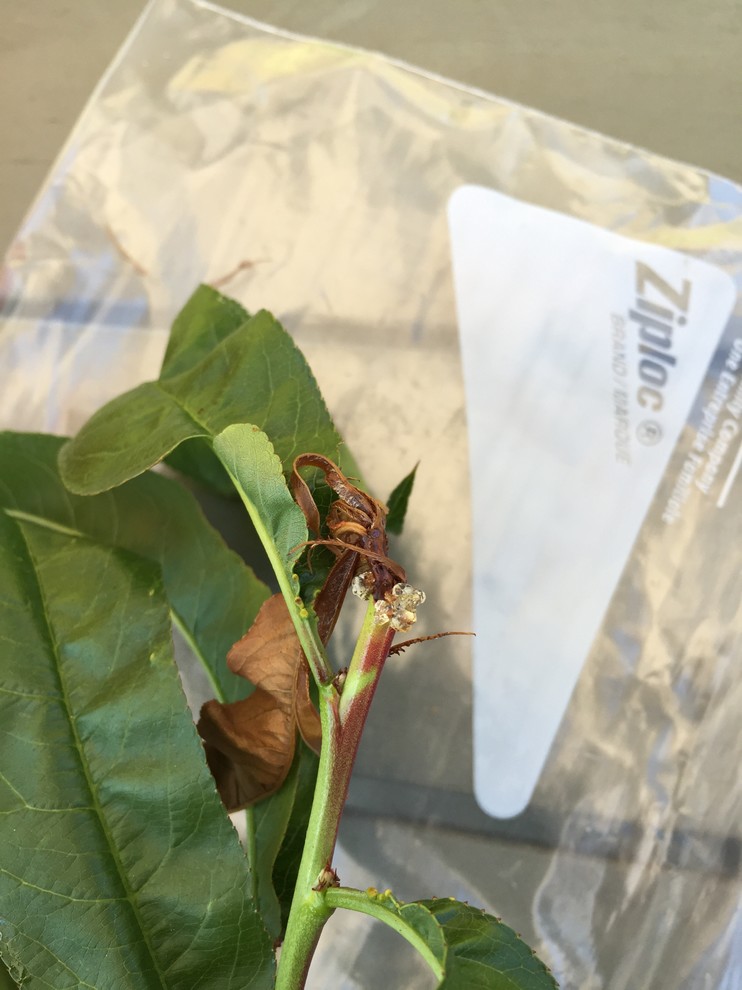 Nectarine oozing clear stuff SoCal