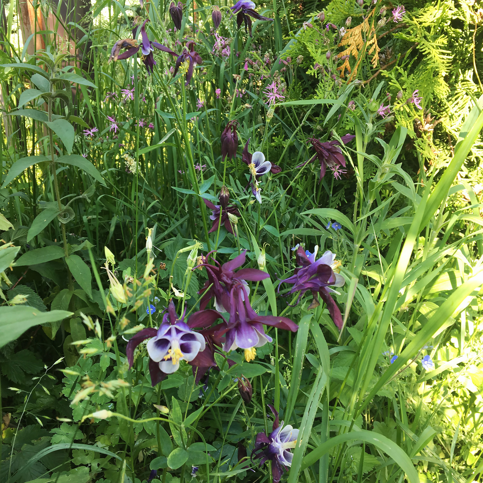 Цветники в природном стиле