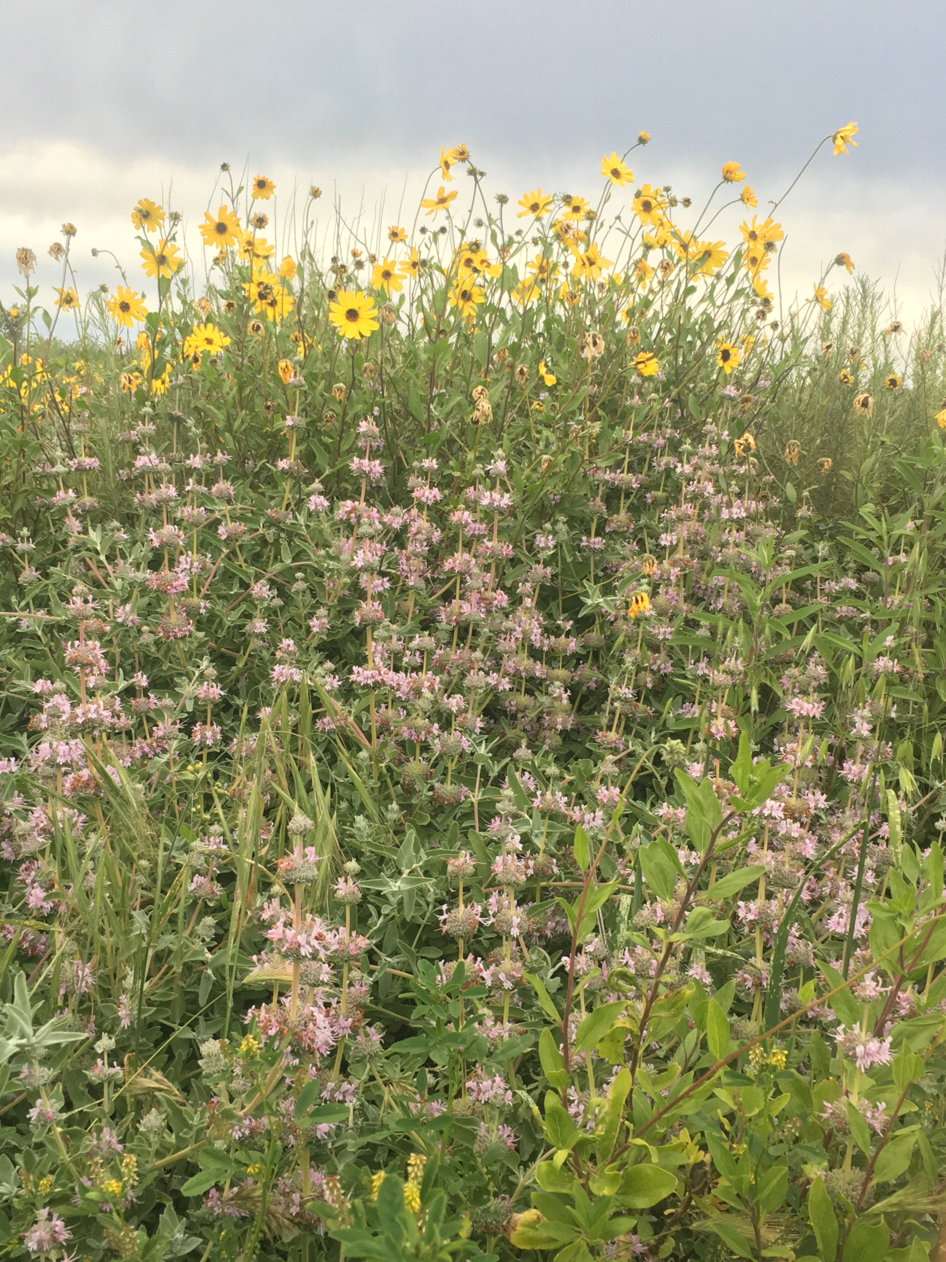 black sage and encelia