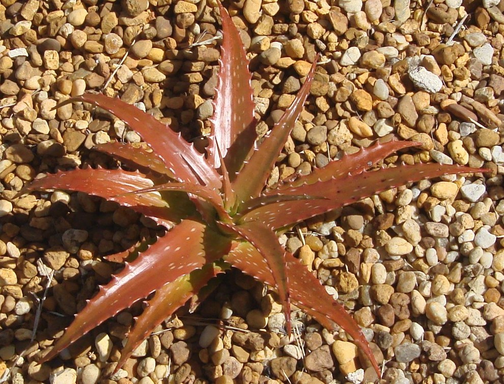 bestes aloe vera gel gesicht Aloe Vera Gel main image 1