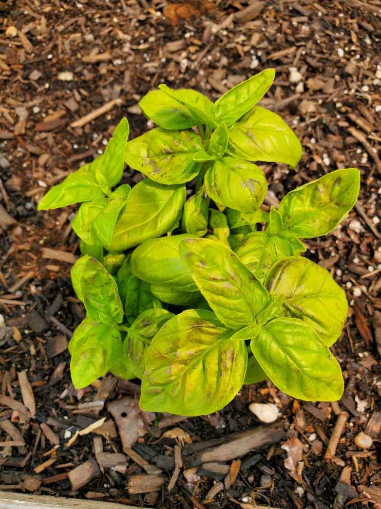 Brown basil leaves