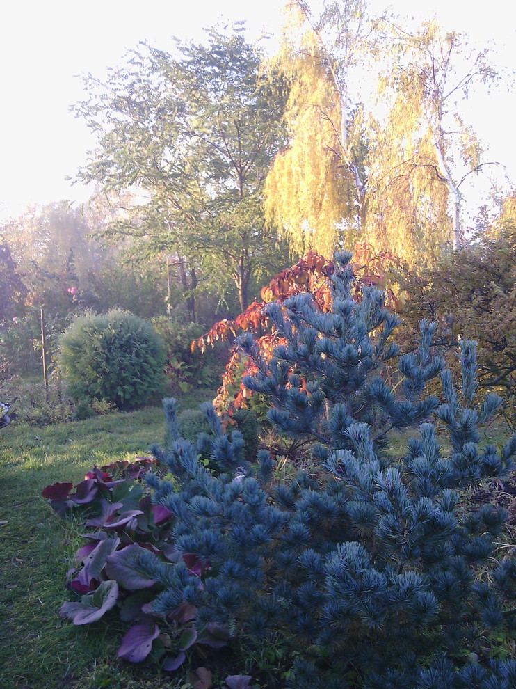 Наш собственный сад