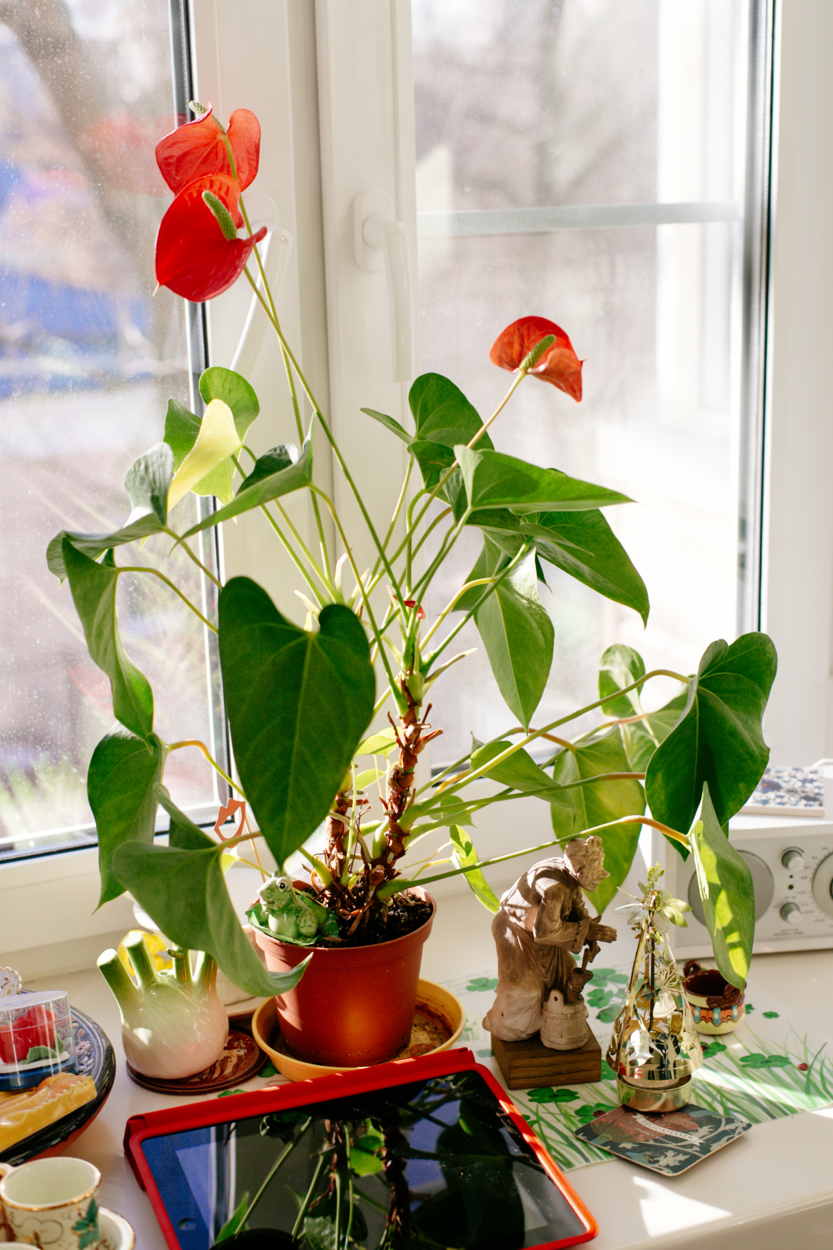 Комнатные растения, приносящие в дом несчастье, счастье и любовь: маранта,  драцена и другие | Houzz Россия