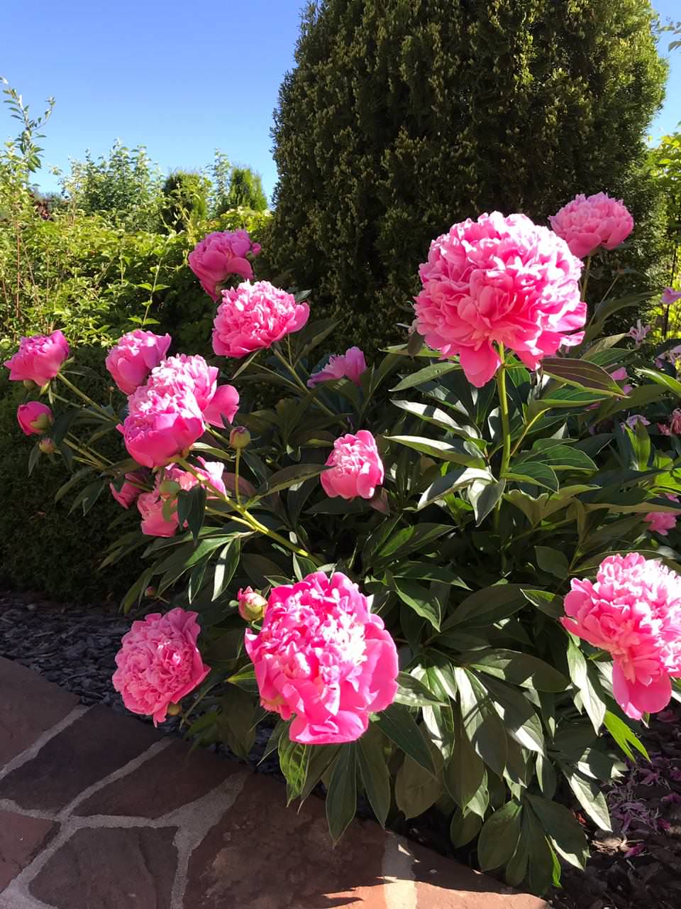 КП Дмитровка Светлая