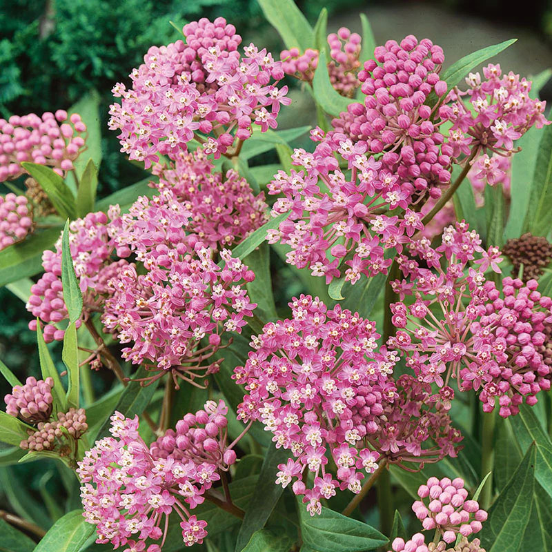 Milkweed for the Monarch Butterfly is so Elegant by Peter Atkins and Associates