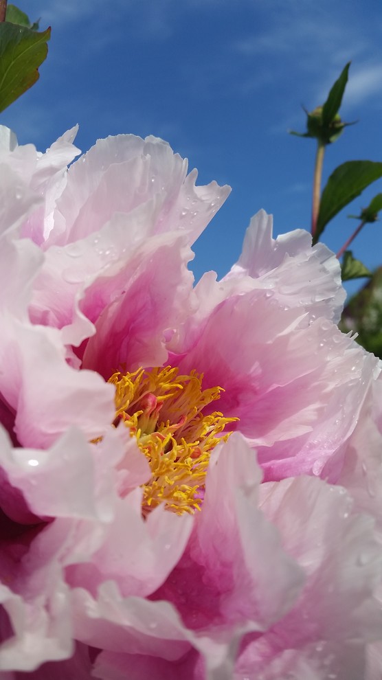 Идеи пользователя Дмитрий