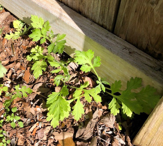 Plant ID celerylike leaves (zone 9b SW Houston)
