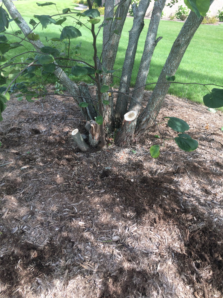 Are Redbud Trees Poisonous To Dogs