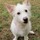 cynthia_lomasney