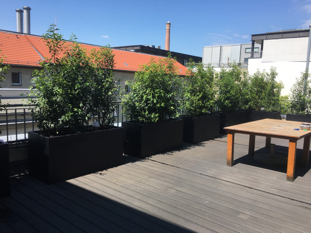 Rundum Immergrüne SichtschutzHecke auf einer Dachterrasse