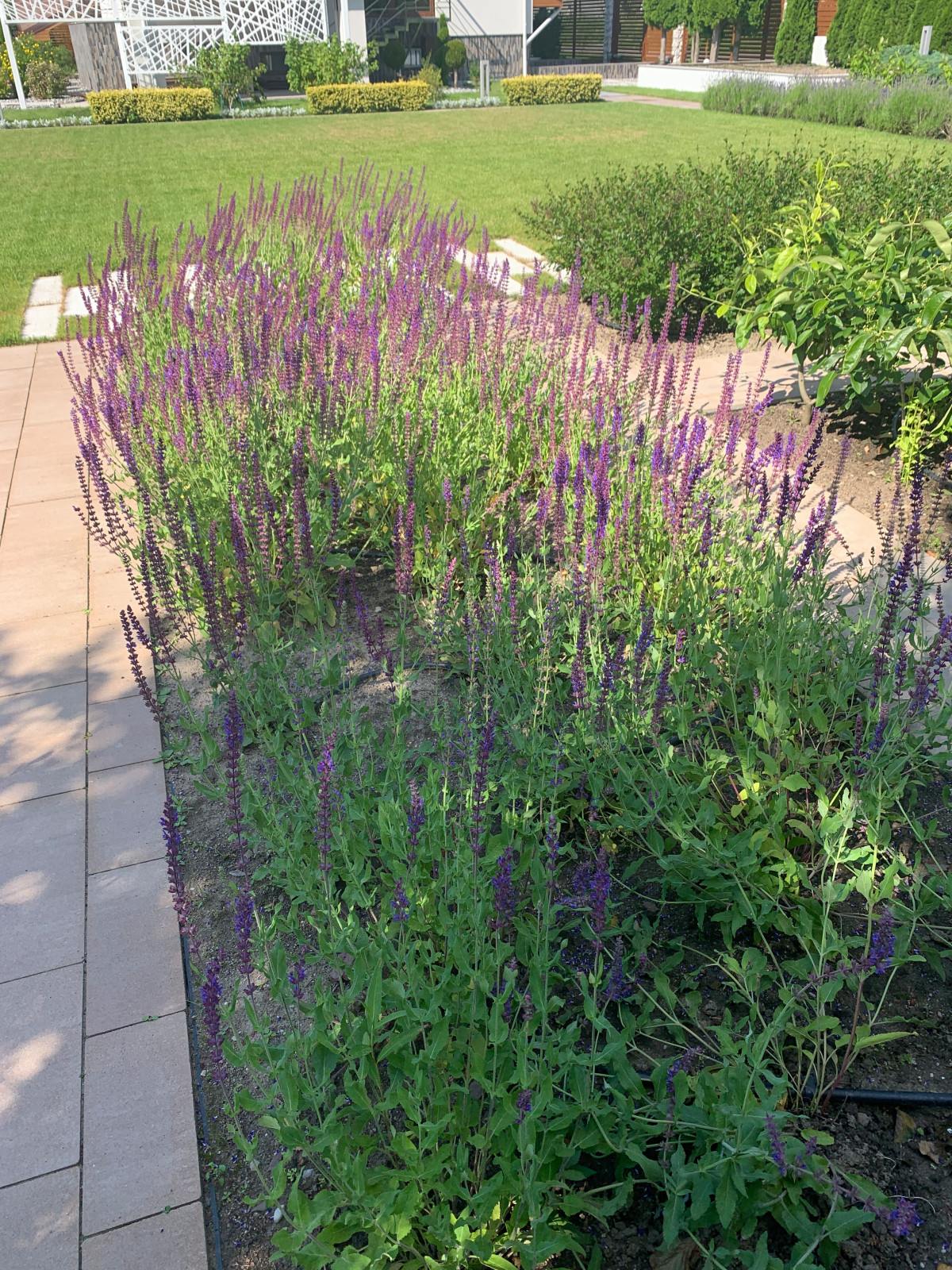 Современный сад для семьи