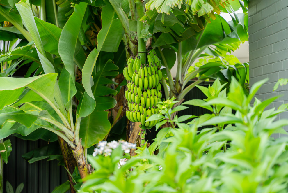 Design ideas for a tropical garden in Sydney.