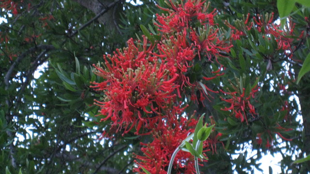 Embothrium Coccineum Chilean Flame Tree Eclectic Seattle By   Eclectic 