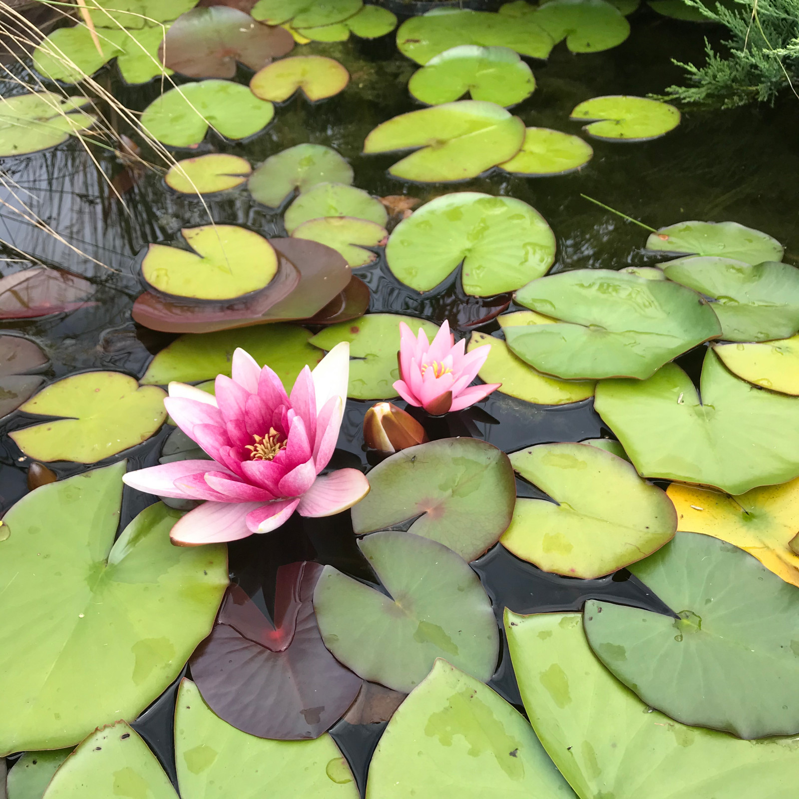 Сад на песках