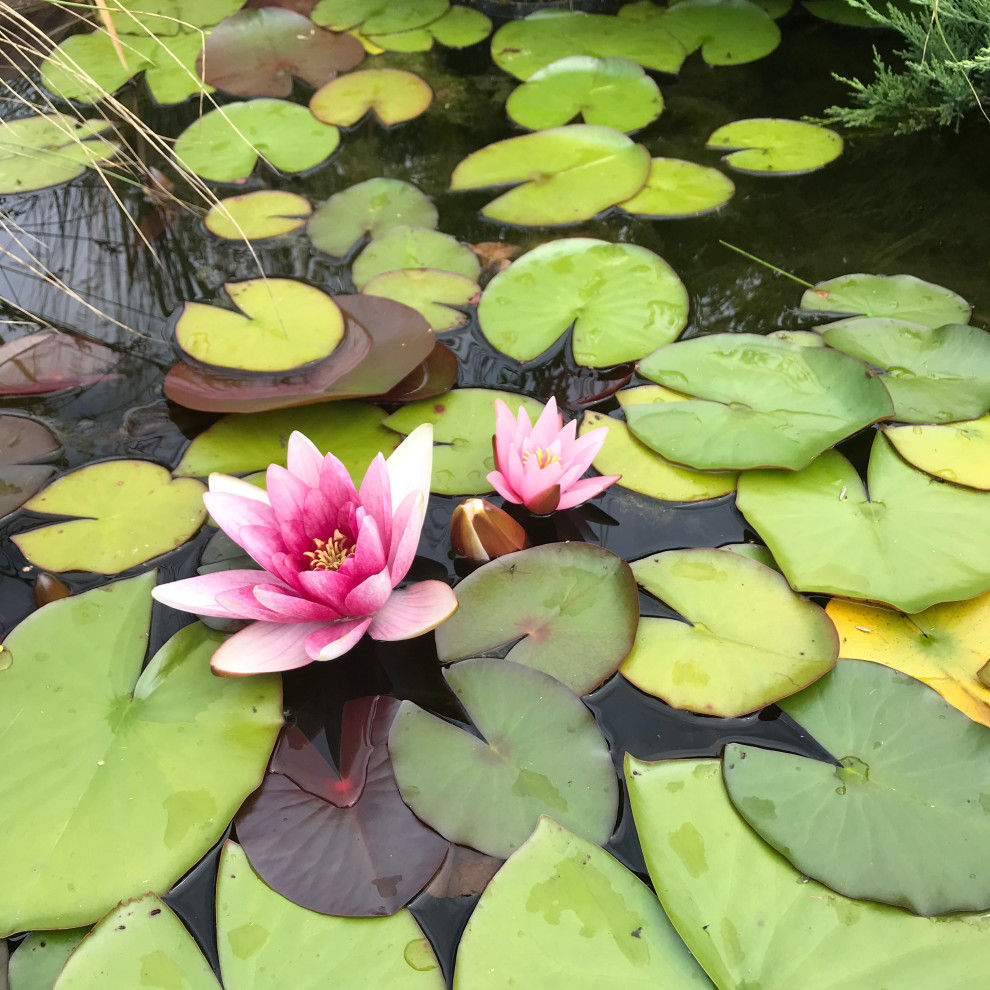 Сад на песках