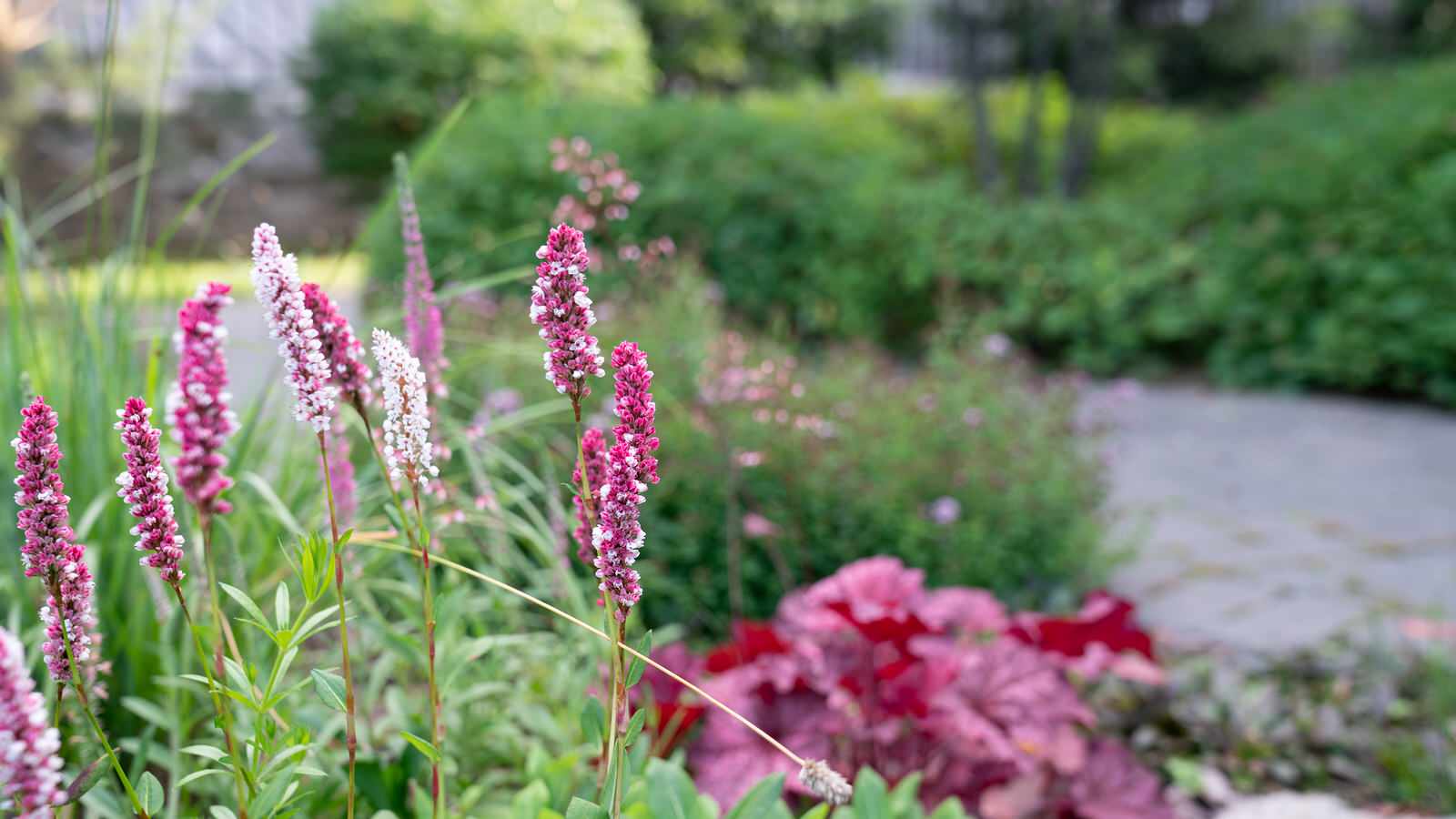 Мечта об Альпах. КП "Вымпел", Новорижское шоссе. 2017 г.
