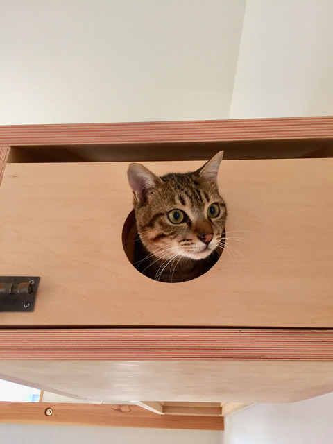 猫と暮らす中庭のある家 scandinave-salon